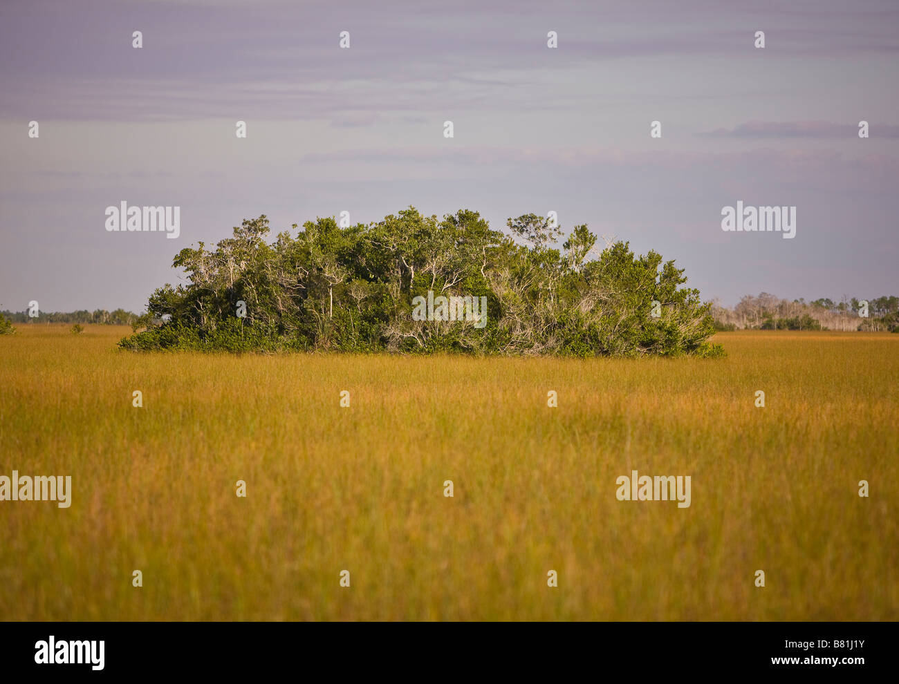 EVERGLADES FLORIDA USA Everglades National Park Foto Stock