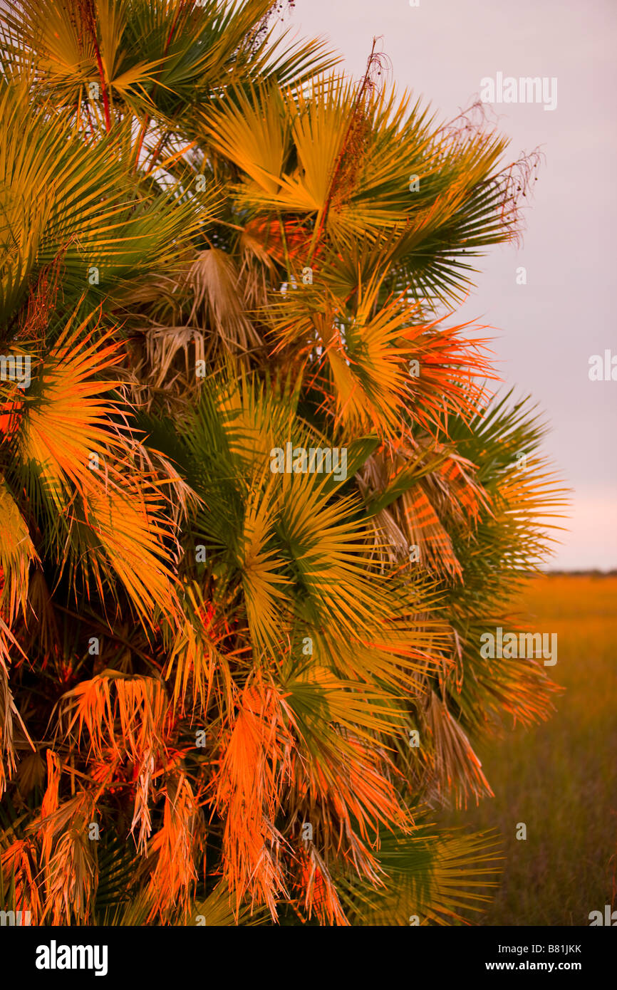 EVERGLADES FLORIDA USA - Palm fogliame in Everglades National Park Foto Stock