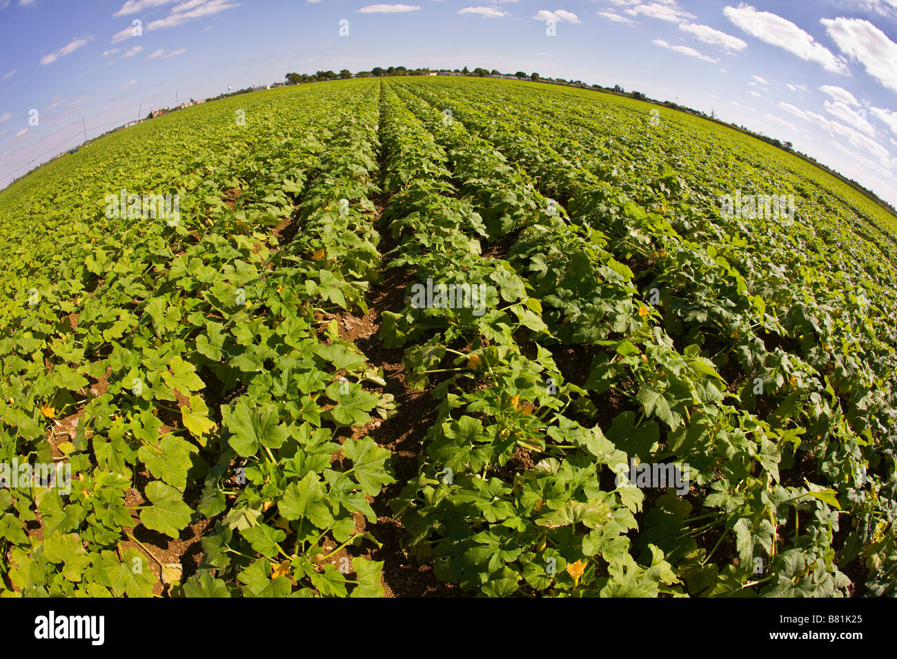 HOMESTEAD, Florida USA - Crop nel campo Foto Stock