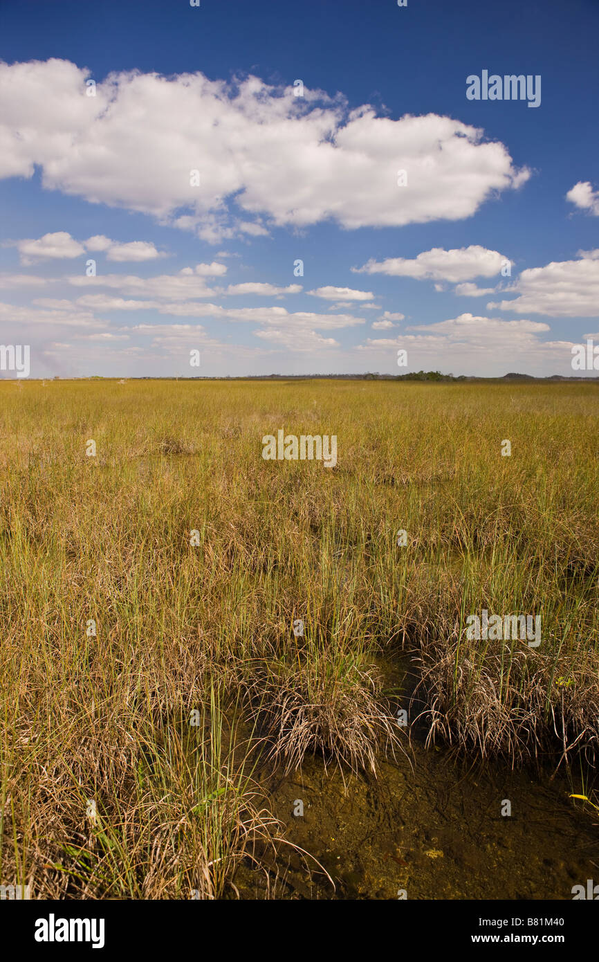 EVERGLADES, Florida USA - Sawgrass su PA-hay-okee Trail, in Everglades National Park Foto Stock