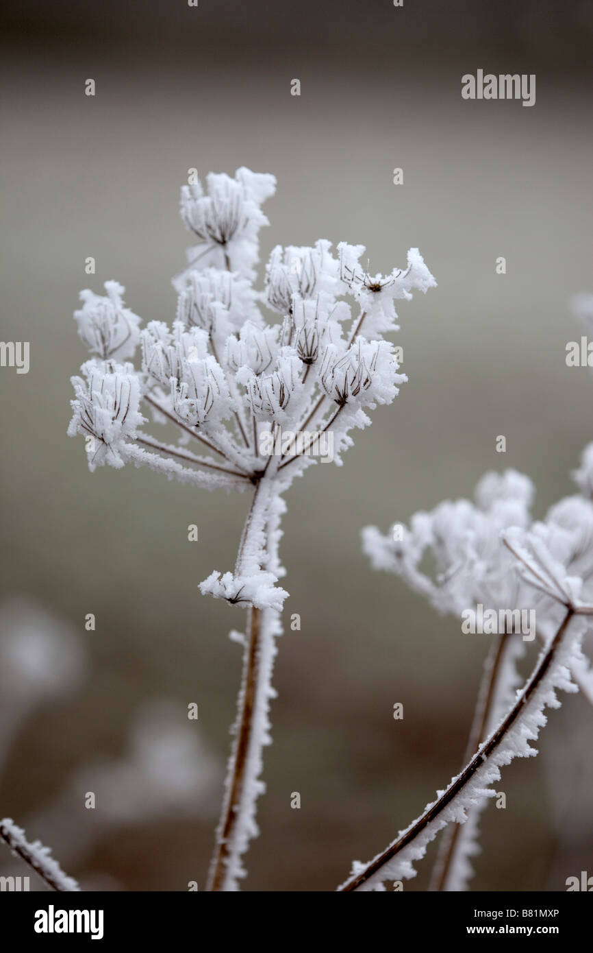 I cristalli di brina sul hogweed inverno cotswolds Foto Stock