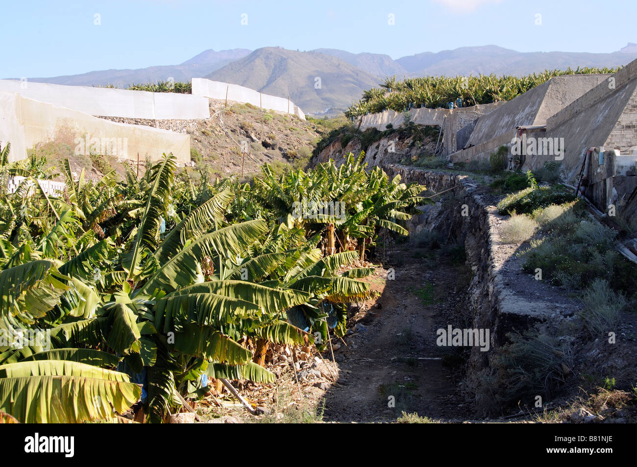 Piantagione di banane in parte sotto i coperchi di compensazione sulla costa meridionale di Tenerife Isole Canarie Foto Stock