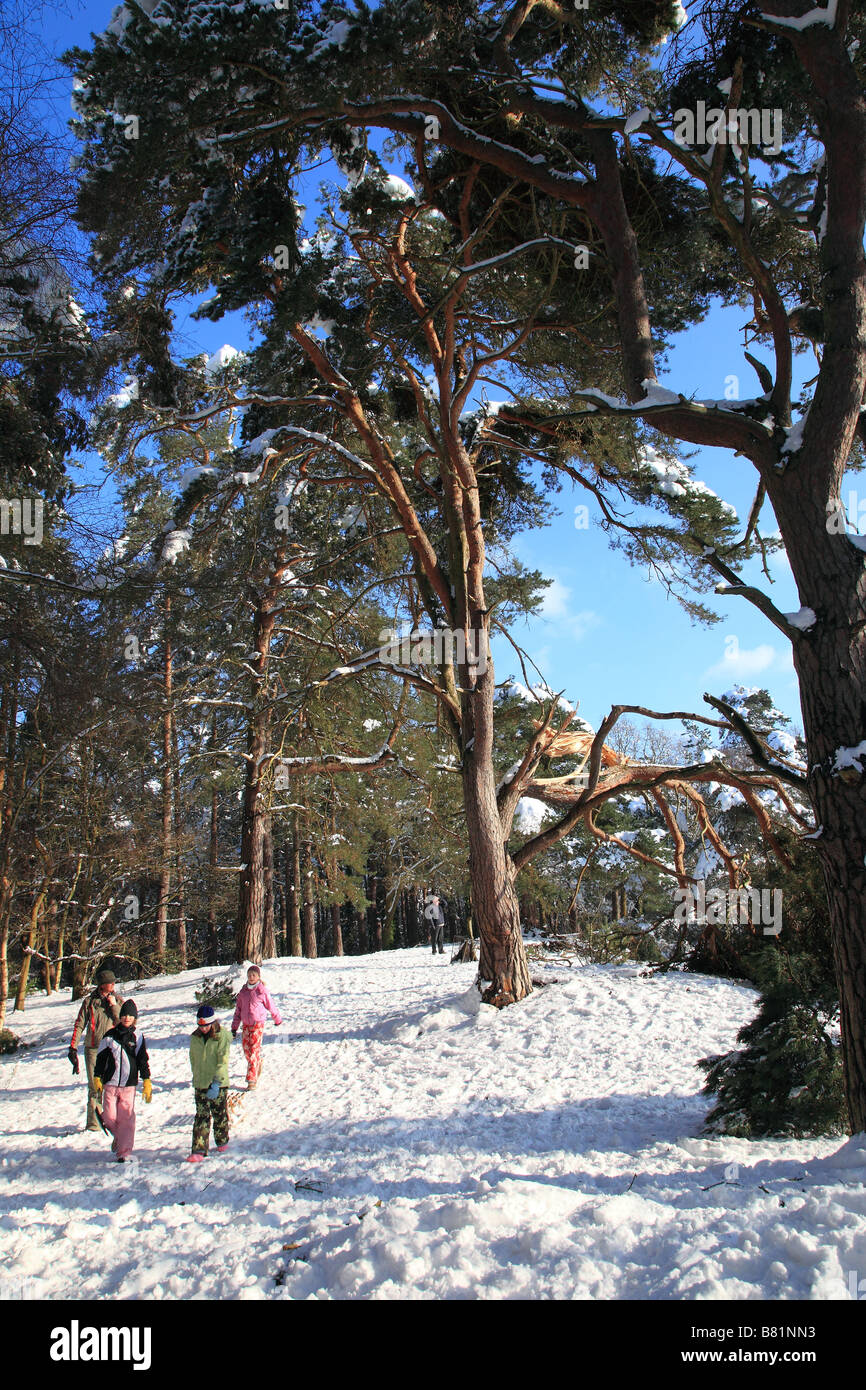 La famiglia in una passeggiata nella foresta di Esher comuni di Inghilterra Foto Stock