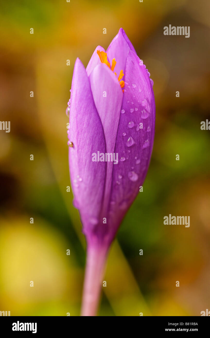 Fiore di bosco Crocus sp in autunno Pays Basque Francia Foto Stock