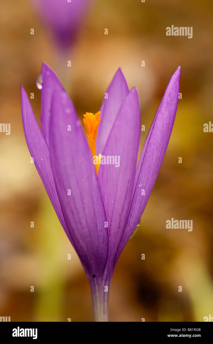 Fiore di bosco Crocus sp in autunno Pays Basque Francia Foto Stock