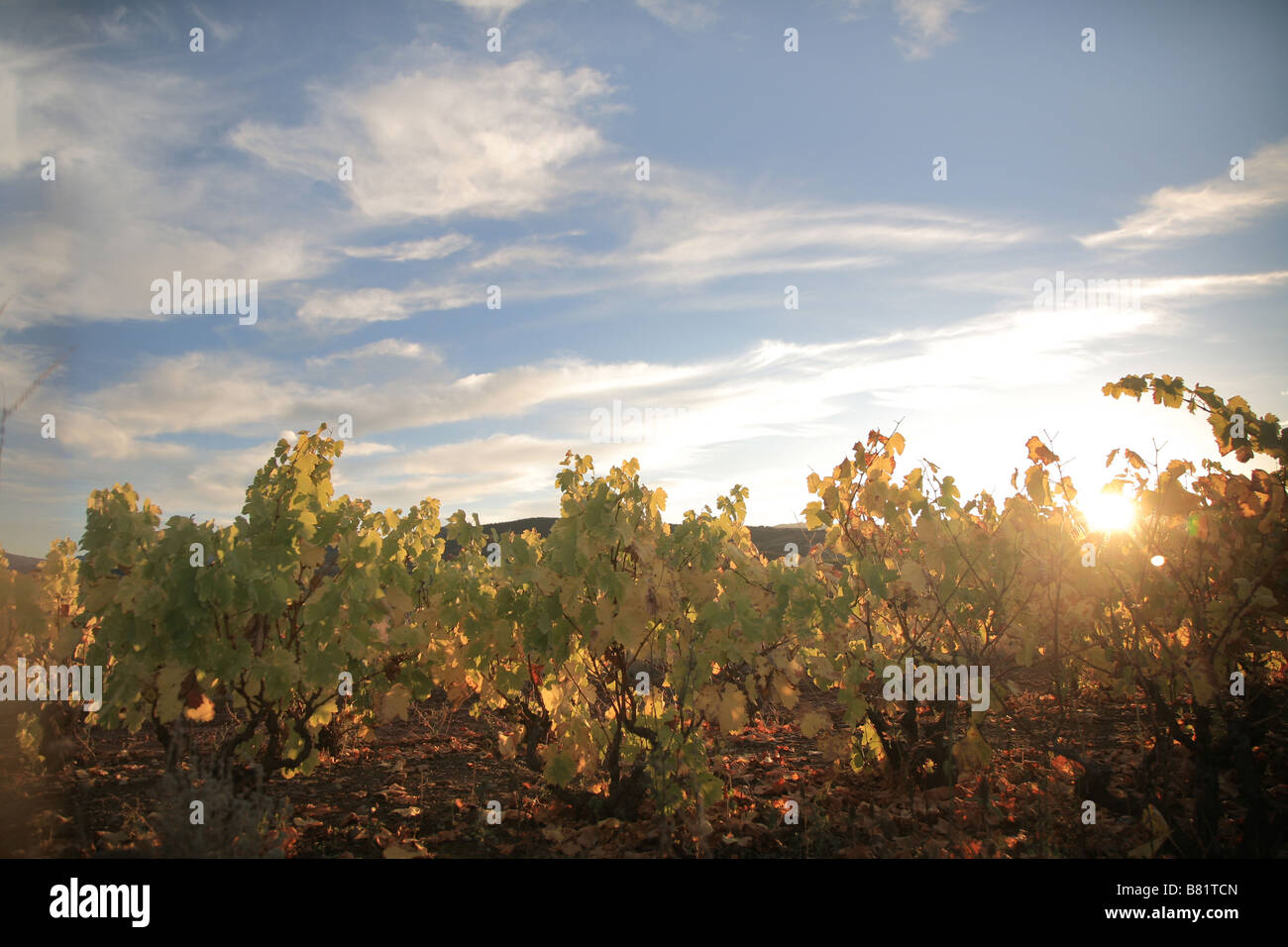 Tramonto sui vigneti di La Rioja, autunno Foto Stock
