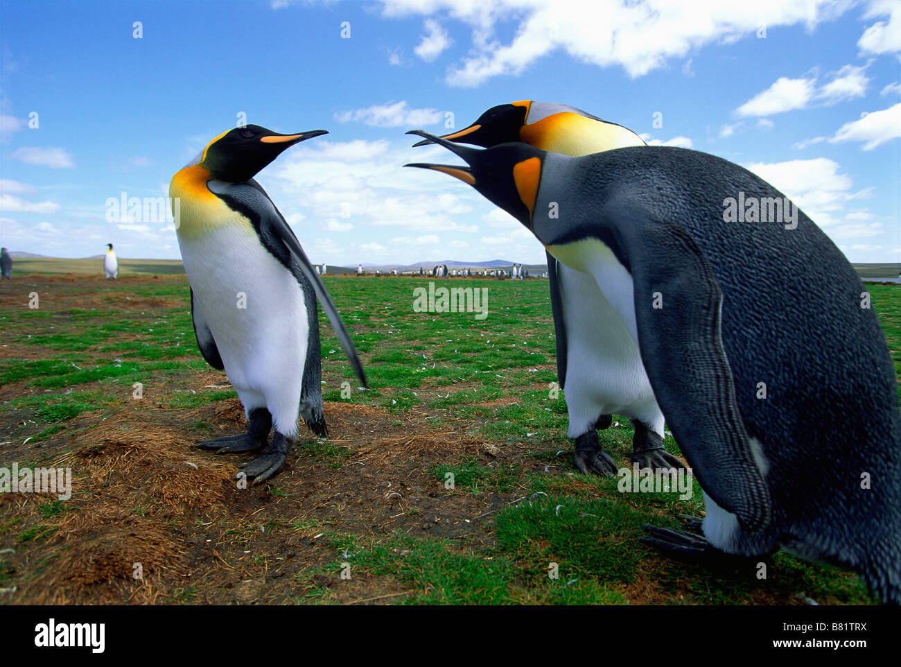 Re pinguini (Aptenodytes patagonicus) sostenendo il trio, allevamento colonia, Volunteer Point, Isole Falkland Foto Stock