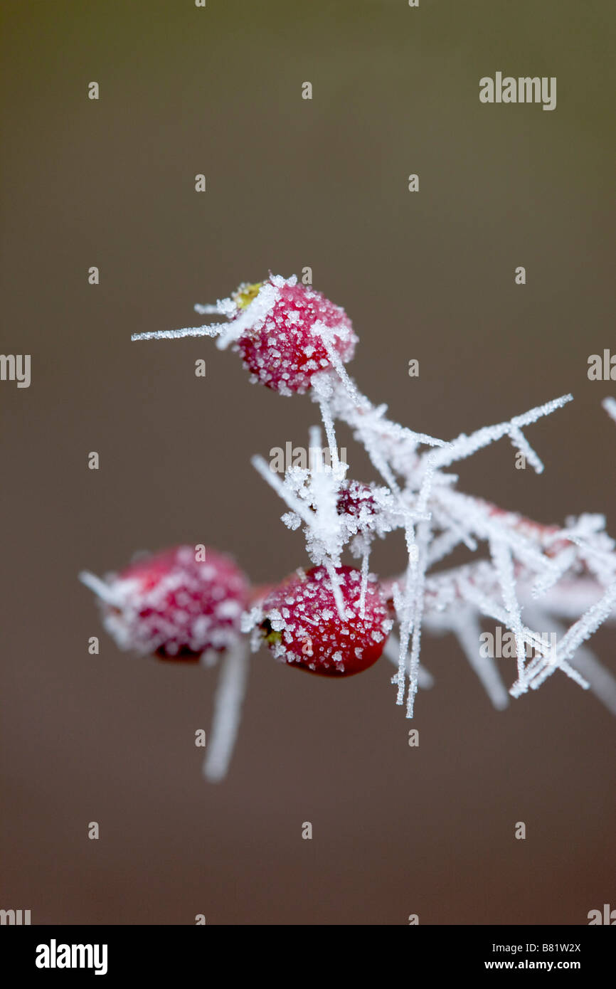 I cristalli di brina sul haws inverno cotswolds Foto Stock