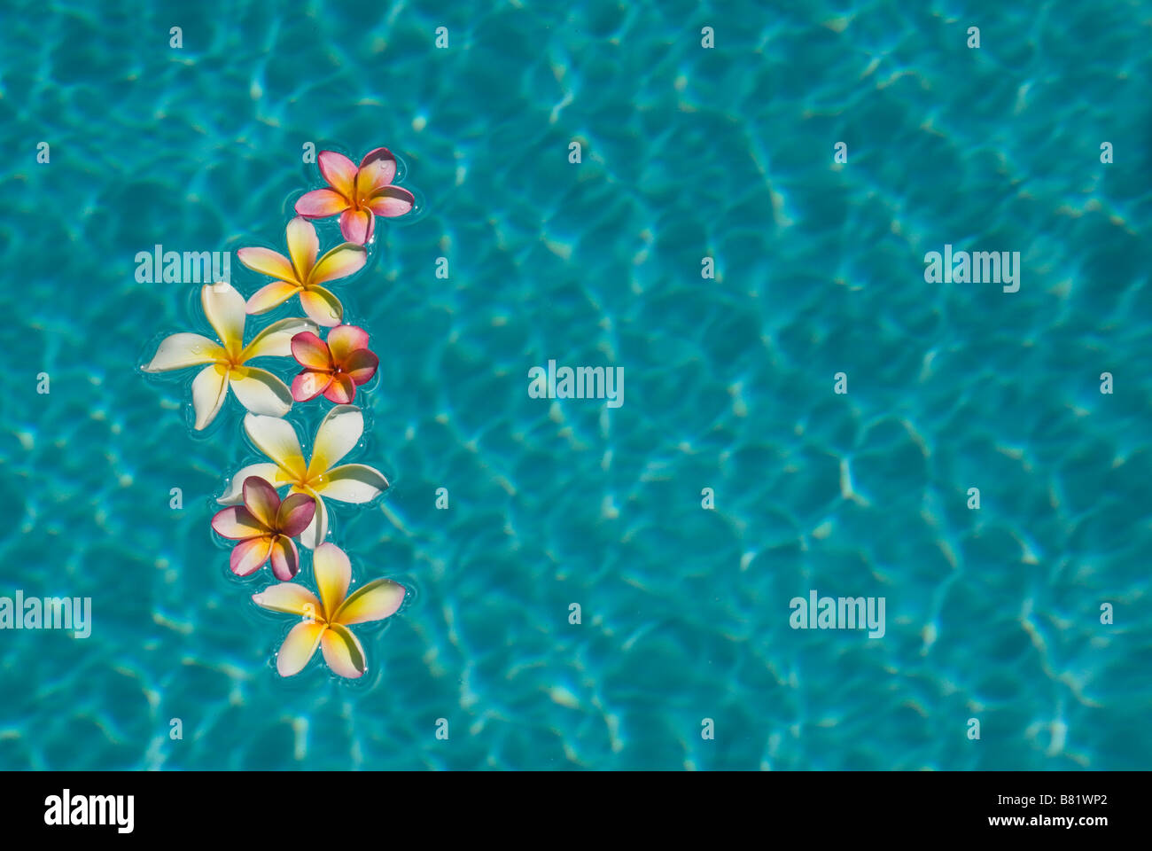 Il Frangipani galleggiante sulla piscina Foto Stock