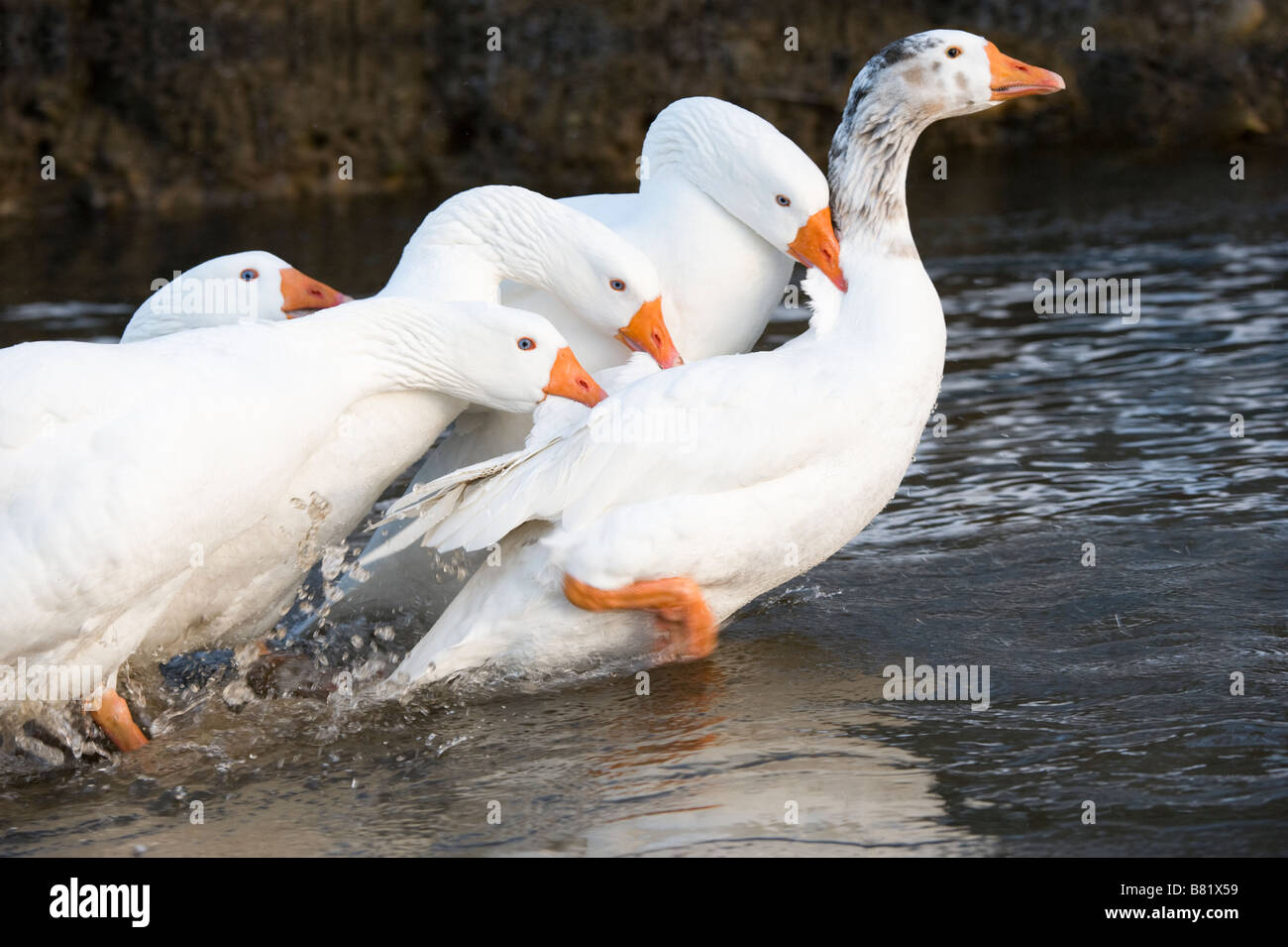 Oche domestiche (Anser anser domesticus) adulti battaglia in un flusso Golden Acre Park Leeds West Yorkshire Regno Unito Europa Foto Stock