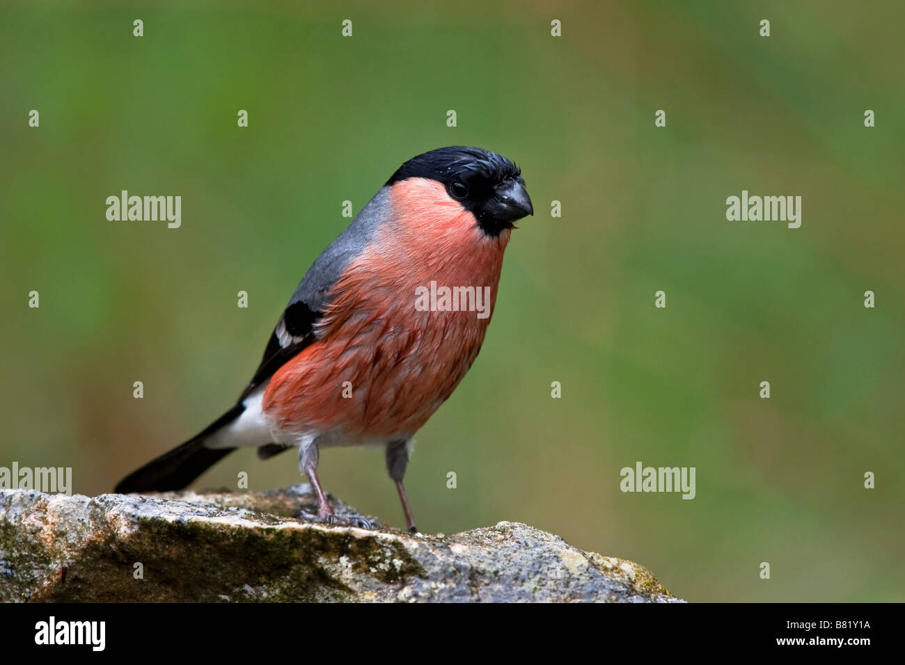 Bullfinch maschio sotto la pioggia Foto Stock