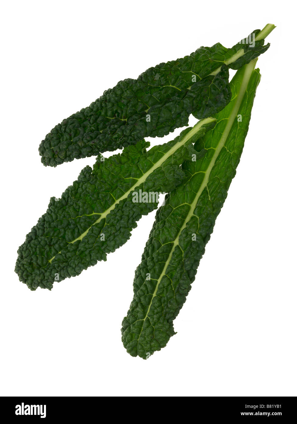 cavolo nero, Foto Stock