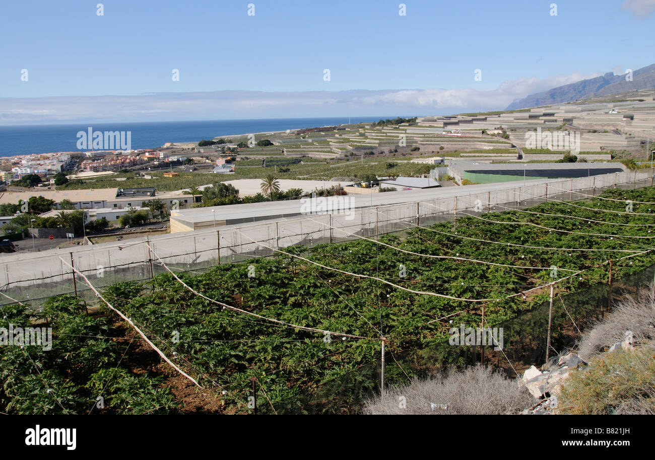Piantagione di banane in parte sotto i coperchi di compensazione sulla costa meridionale di Tenerife Isole Canarie Foto Stock