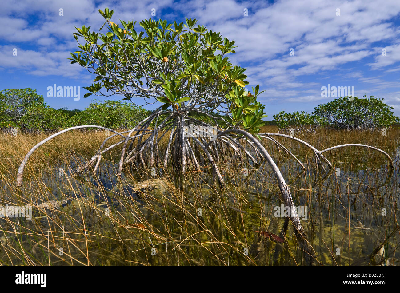 Prop radici di alberi di mangrovie nella palude di acqua dolce prairie Everglades National Park Florida Foto Stock