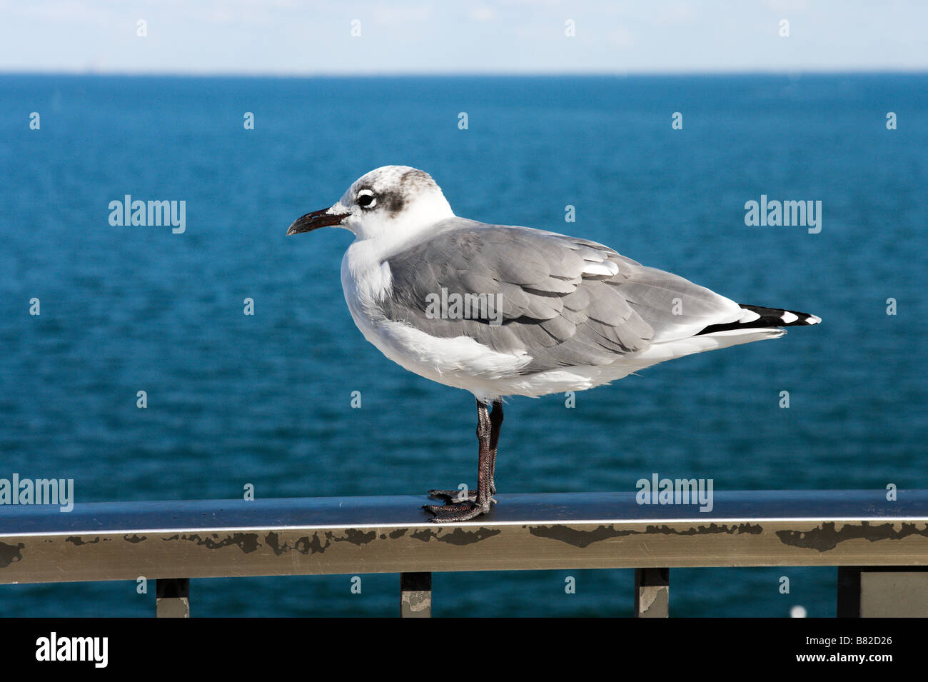 Seagull sul molo di San Pietroburgo, costa del Golfo della Florida, Stati Uniti d'America Foto Stock