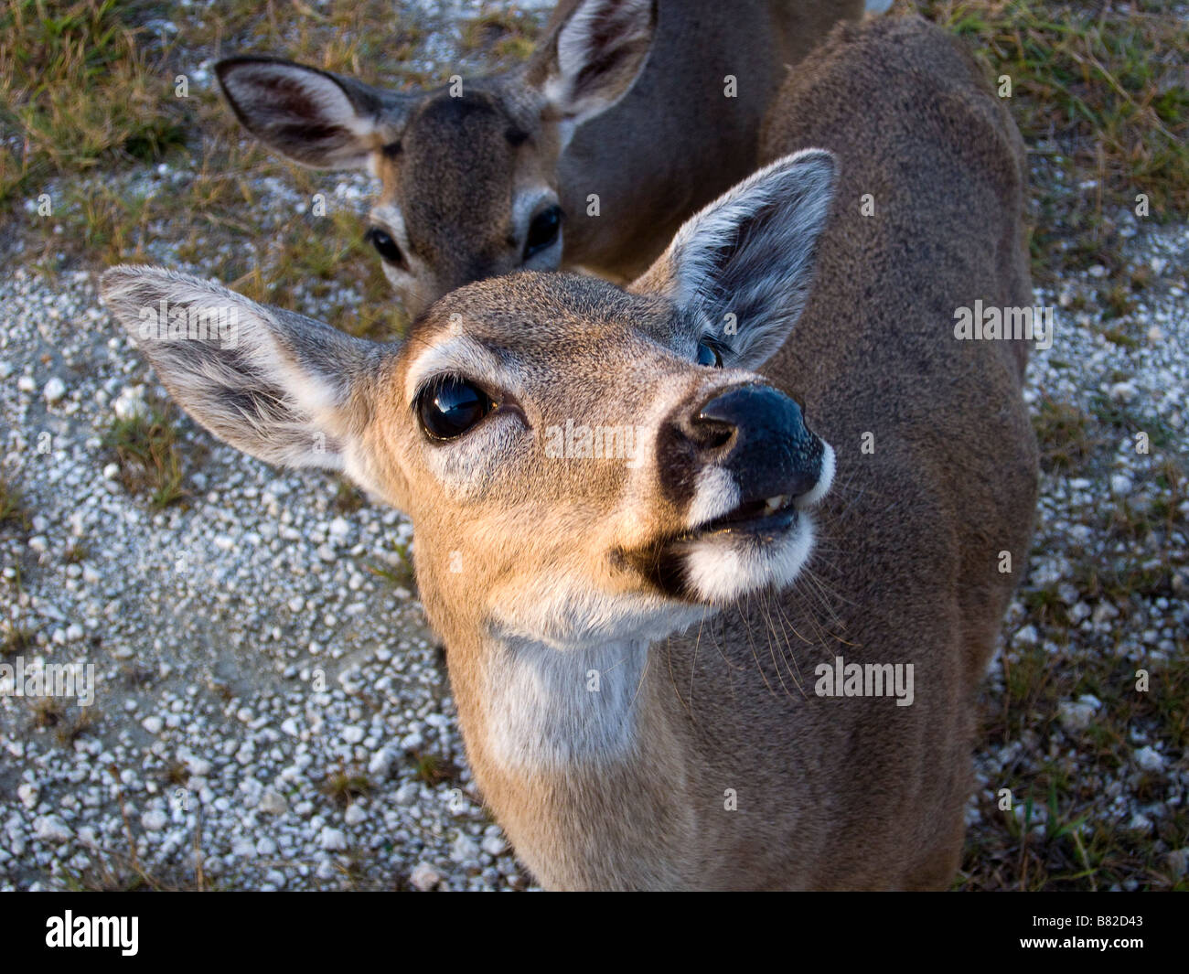 Tasto minacciate cervi, National Key Deer rifugio, Florida Keys, Florida Foto Stock