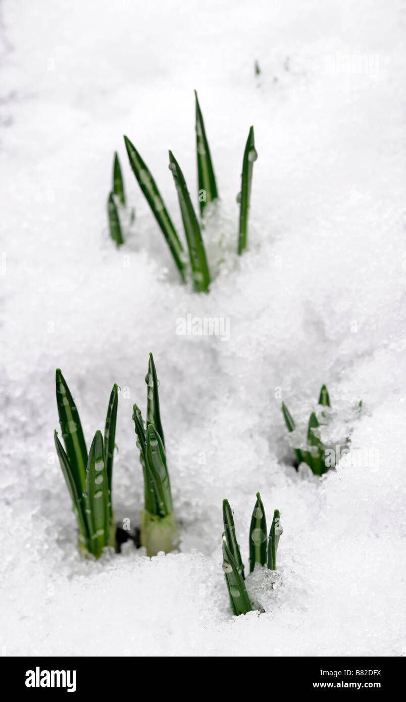 Crocus gambi germogli giovani presto emergere crescente emergenti crescono nella neve durante il periodo invernale Foto Stock