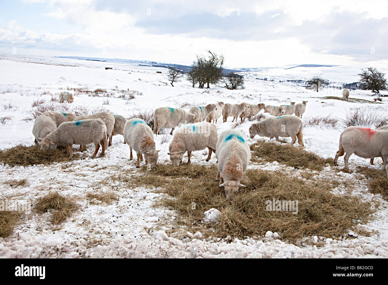 Pecora mangia fieno alimentato da un agricoltore in inverno la neve Wales UK Foto Stock