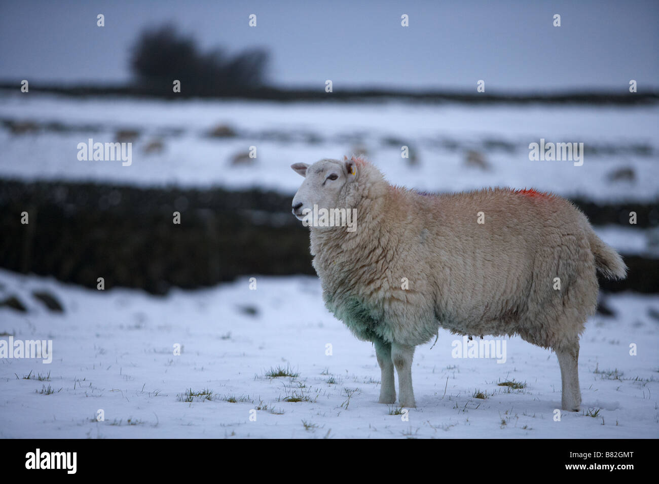 Unica Pecora in piedi nella neve in un campo con marcature sul vello Foto Stock