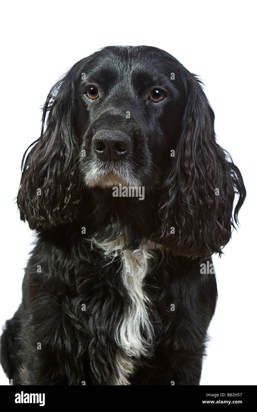 English Cocker Spaniel isolato su bianco Foto Stock