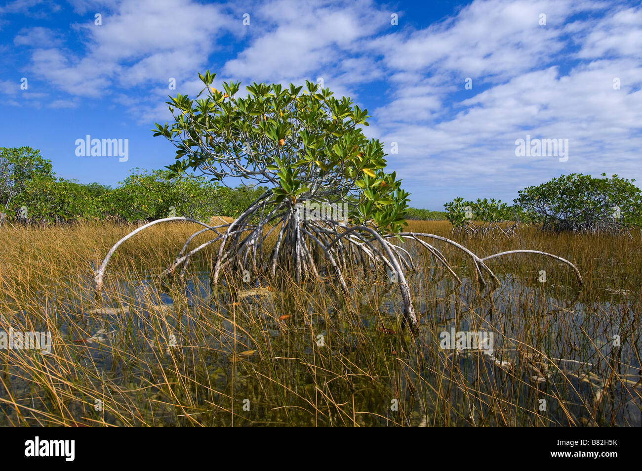 Prop radici di alberi di mangrovie nella palude di acqua dolce prairie Everglades National Park Florida Foto Stock