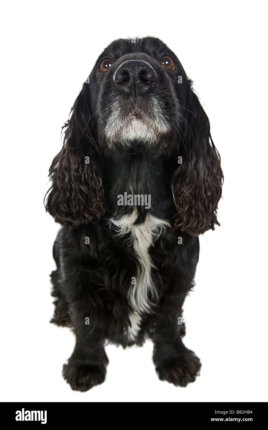 English Cocker Spaniel isolato su bianco Foto Stock