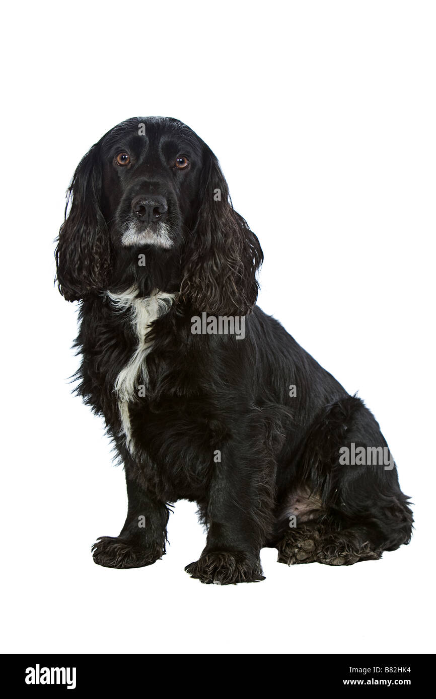 English Cocker Spaniel isolato su bianco Foto Stock