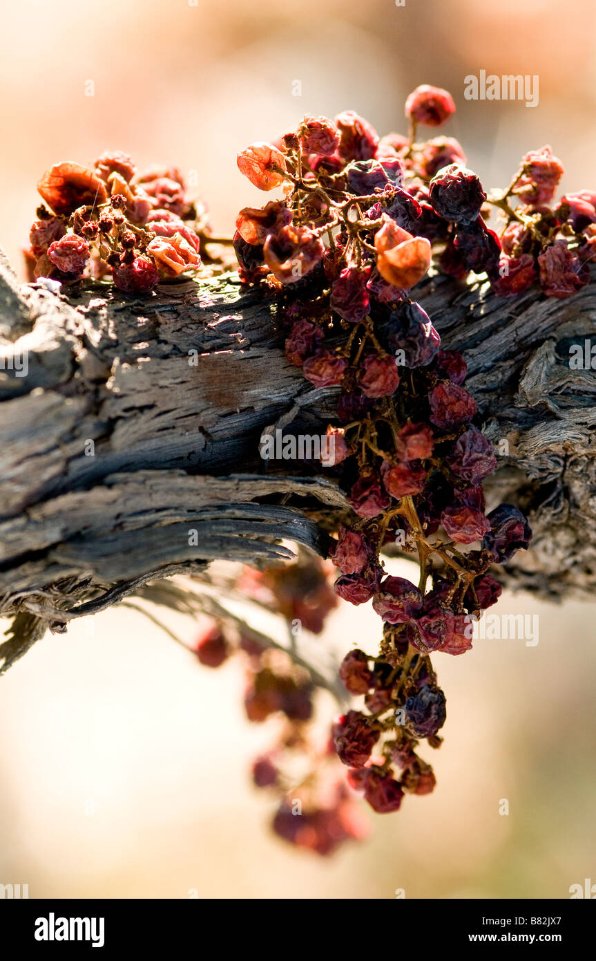 Uva secca Cluster su vite Foto Stock