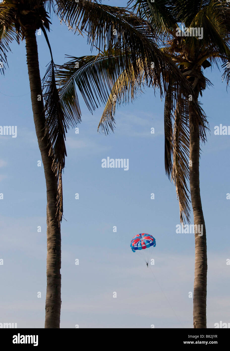 Messico SINOLA MEMBRO MAZATLAN persona parasailing tra alberi di palma in alto nel cielo zona dorata Foto Stock