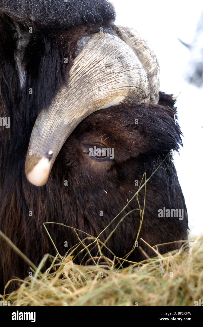 Musk Ox da vicino la testa e gli occhi Foto Stock