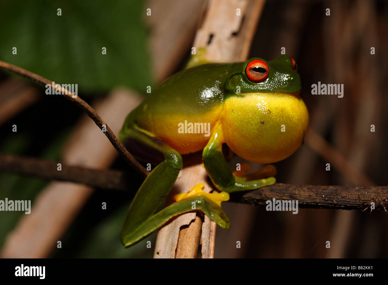 Maschio Rosso australiano Eyed Raganella (Litoria chloris) Foto Stock