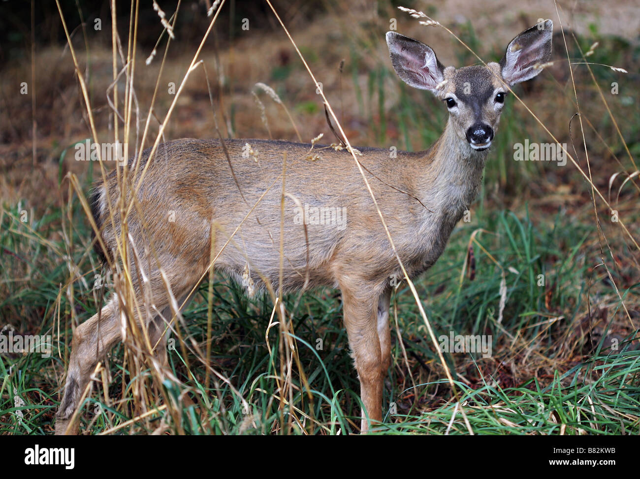 White-tailed deer (Odocoileus virginianus) Foto Stock