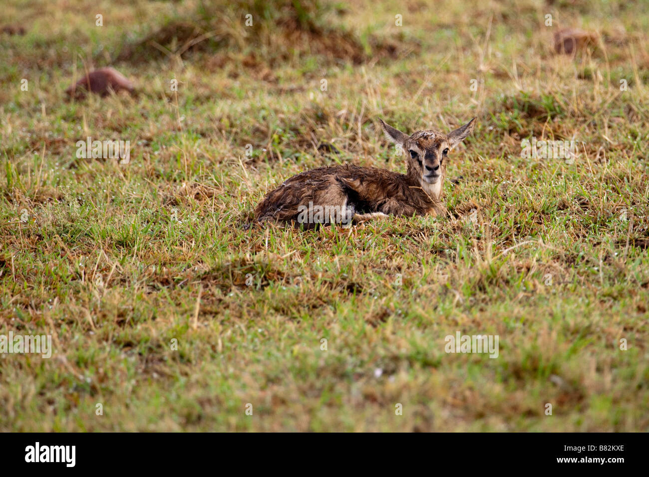 Baby thompson gazelle, 1 ora fa Foto Stock