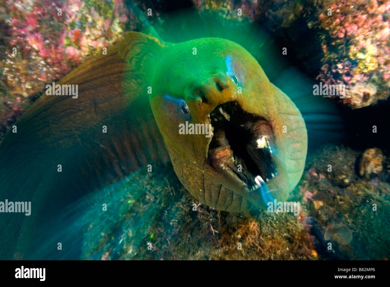 Murena. Revillagigedo, denti, ganasce, dolorose, pericoloso, subacquea, sull'oceano, sul mare, scuba diving, verde murene, vita marina Foto Stock