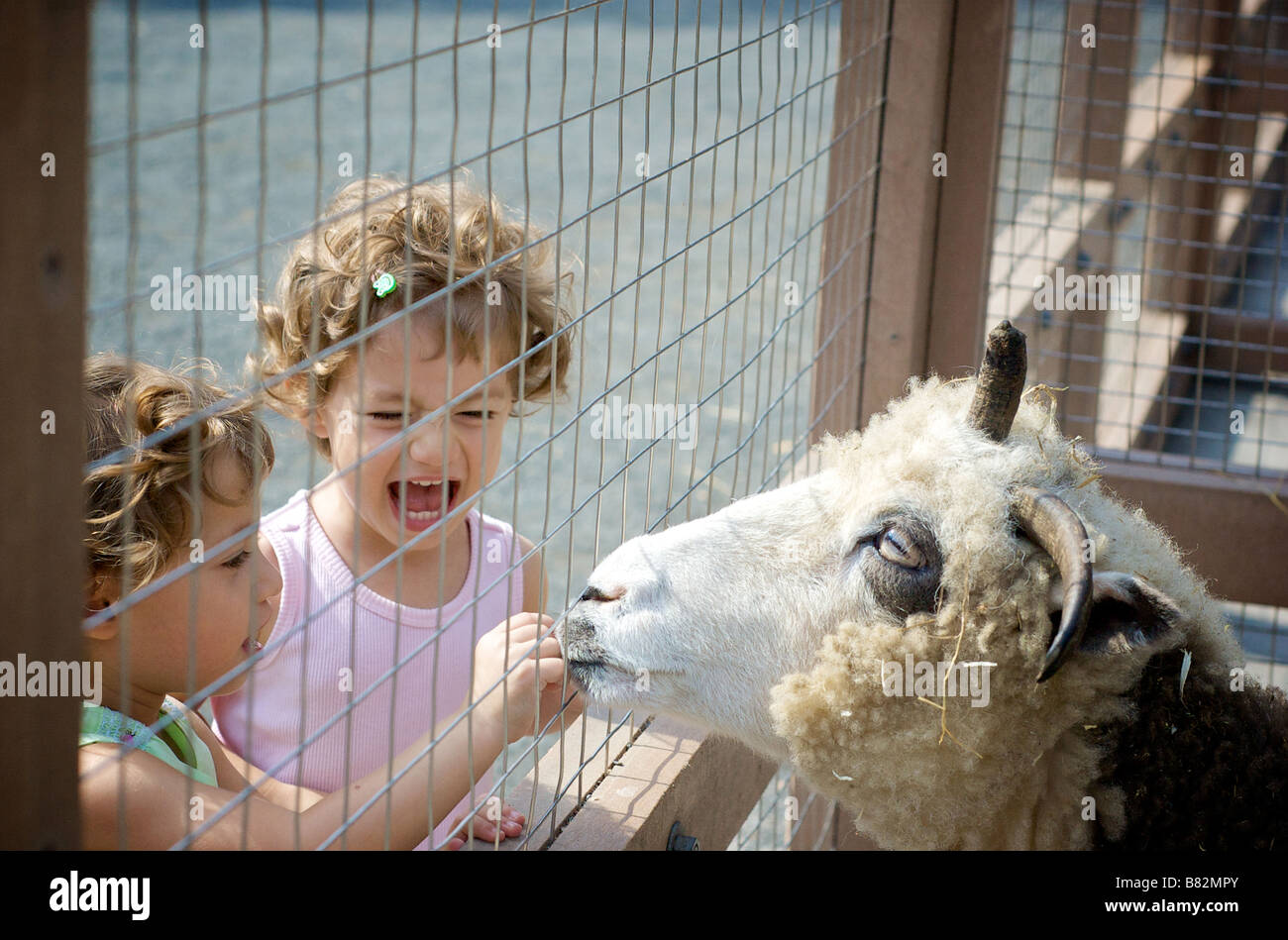 Due ragazze Toddler eccitato alimentano un quattro cornuto Giacobbe pecore attraverso un recinto di filo in una fattoria Foto Stock