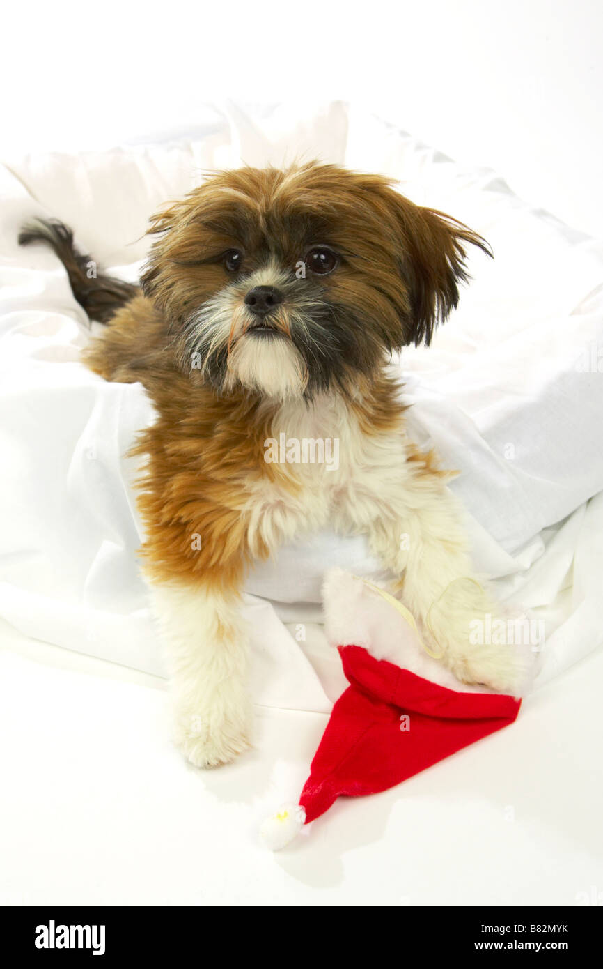 Un cucciolo di posa con un cappello da Babbo Natale che non rimane sulla sua testa, su sfondo bianco. Foto Stock