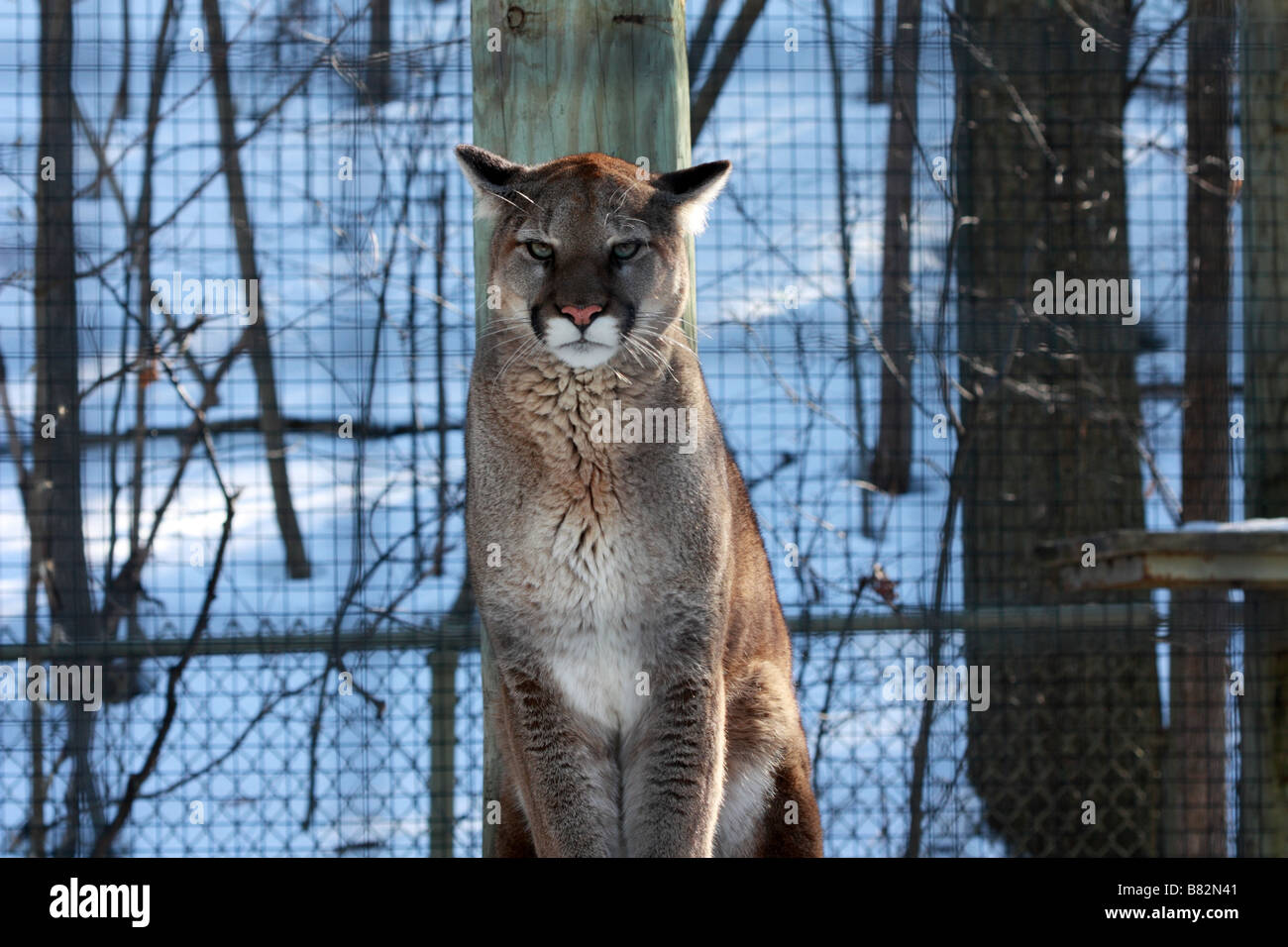 Cougar o Mountain Lion in Toronto Zoo in inverno Foto Stock