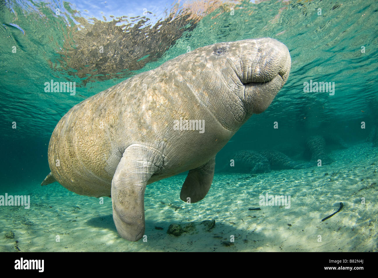 West Indian lamantino Trichechus manatus latirostris Florida Foto Stock