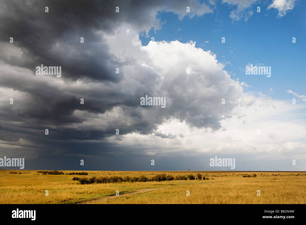 Nuvole di tempesta si muovono oltre la stragrande ampie pianure del Serengeti nella riserva Masai Mara, Kenya. Foto Stock