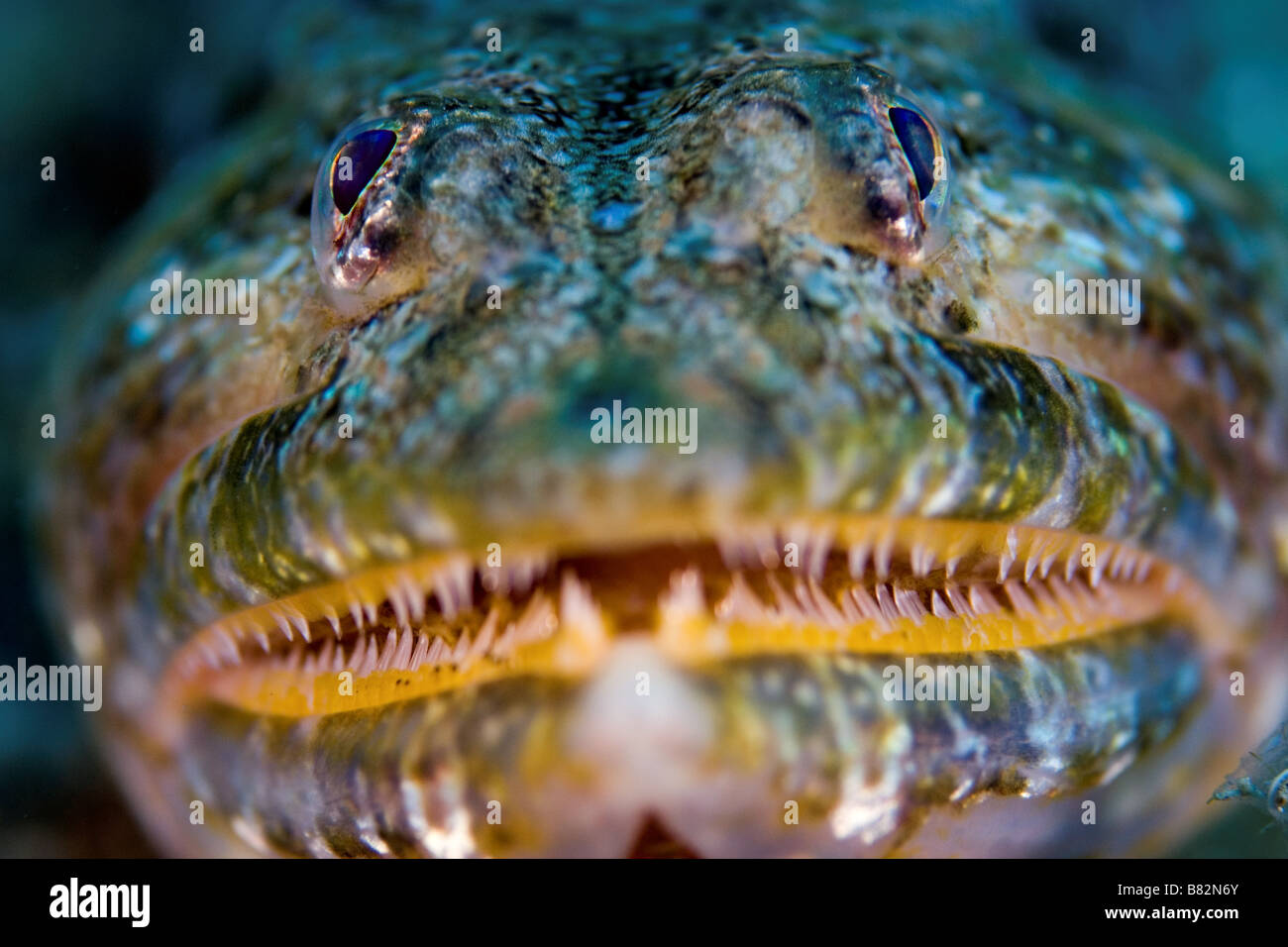 Lizard pesce nelle Isole Canarie, denti, scuba diving, sull'oceano, sul mare della vita marina, Sea Life, subacquea, pesce, Foto Stock