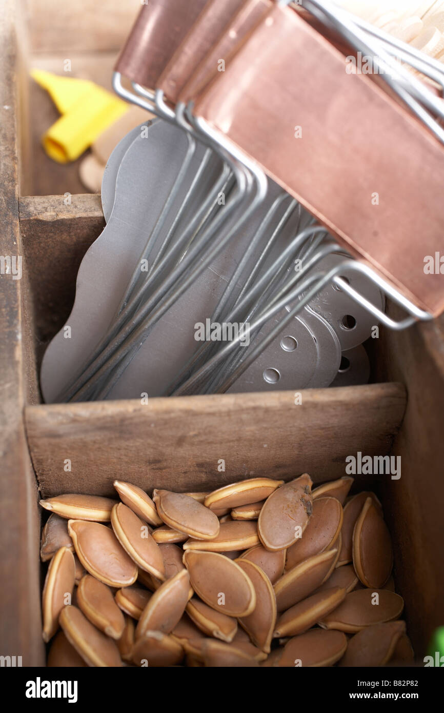 Essiccato semi di zucca per la piantagione di vassoio con impianto di etichette Foto Stock