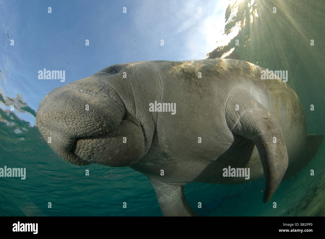 West Indian lamantino Trichechus manatus latirostris Florida Foto Stock