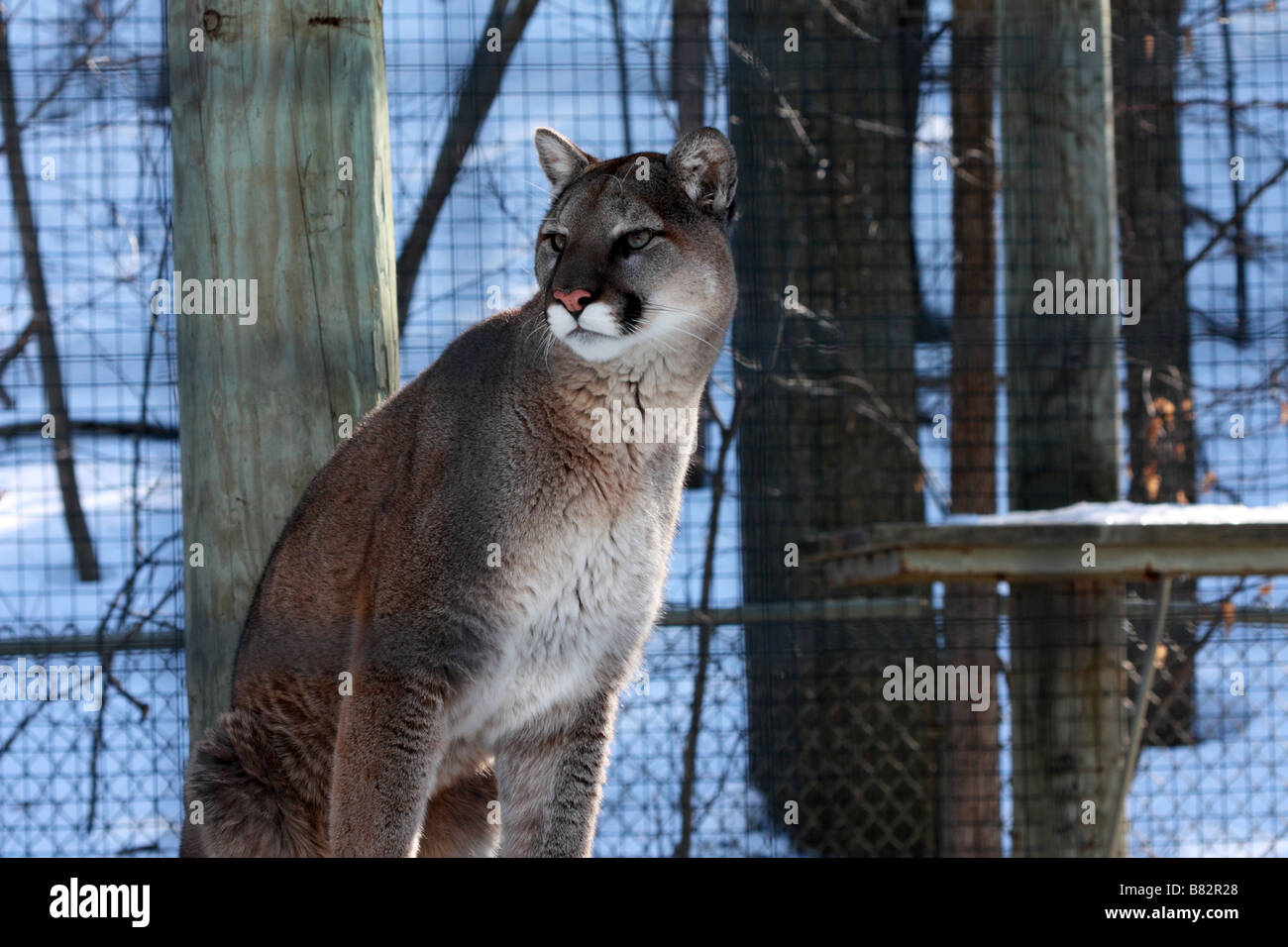 Couguar o Felis concolor mostrando il suo istinto di caccia in Toronto Zoo in inverno Foto Stock