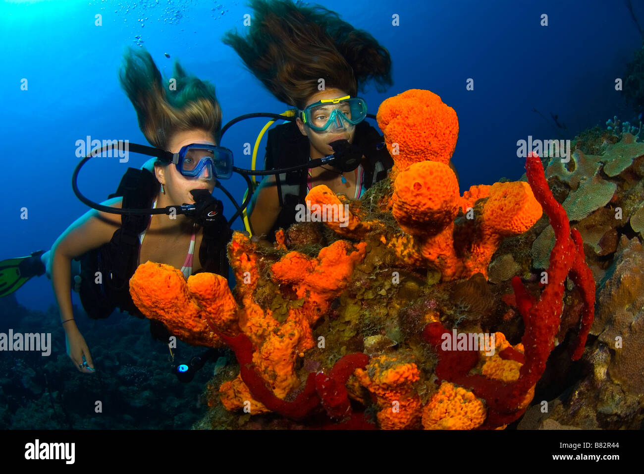 I subacquei femmina in una colorata barriera corallina, Mar dei Caraibi, l'acqua è blu e coralli duri, oceano, diving, bikini, subacquea, Saint Kitts island, Foto Stock