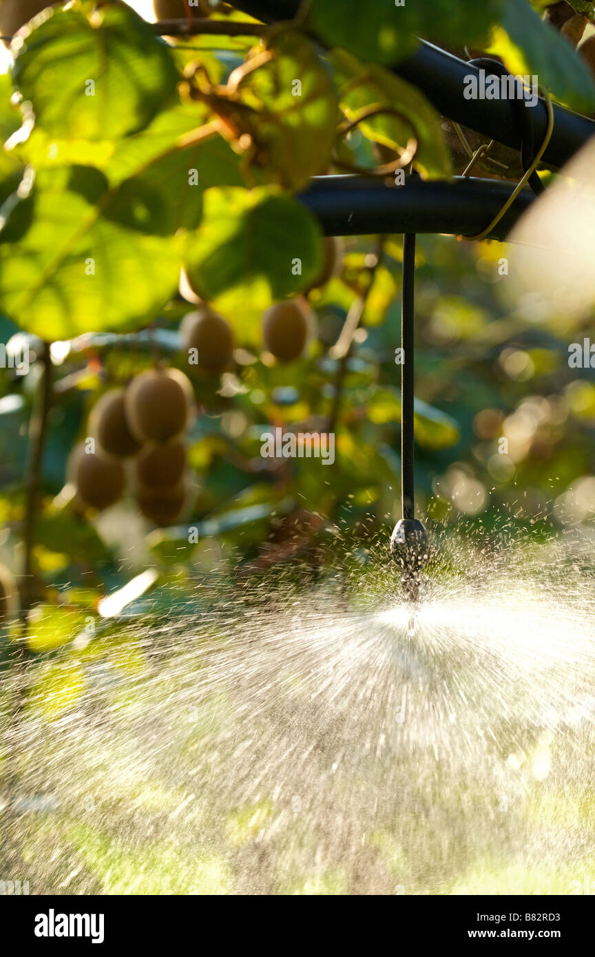 Innaffiamento automatico su piante di kiwi Actinidia deliciosa Landes Francia Foto Stock