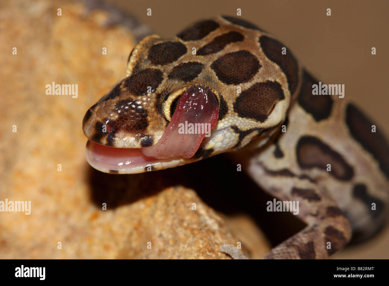 Offuscato Gecko (Geckoela Colagolensis) di pulizia il suo occhio. Si tratta di una specie di geco nella famiglia Gekkonidae. Foto Stock