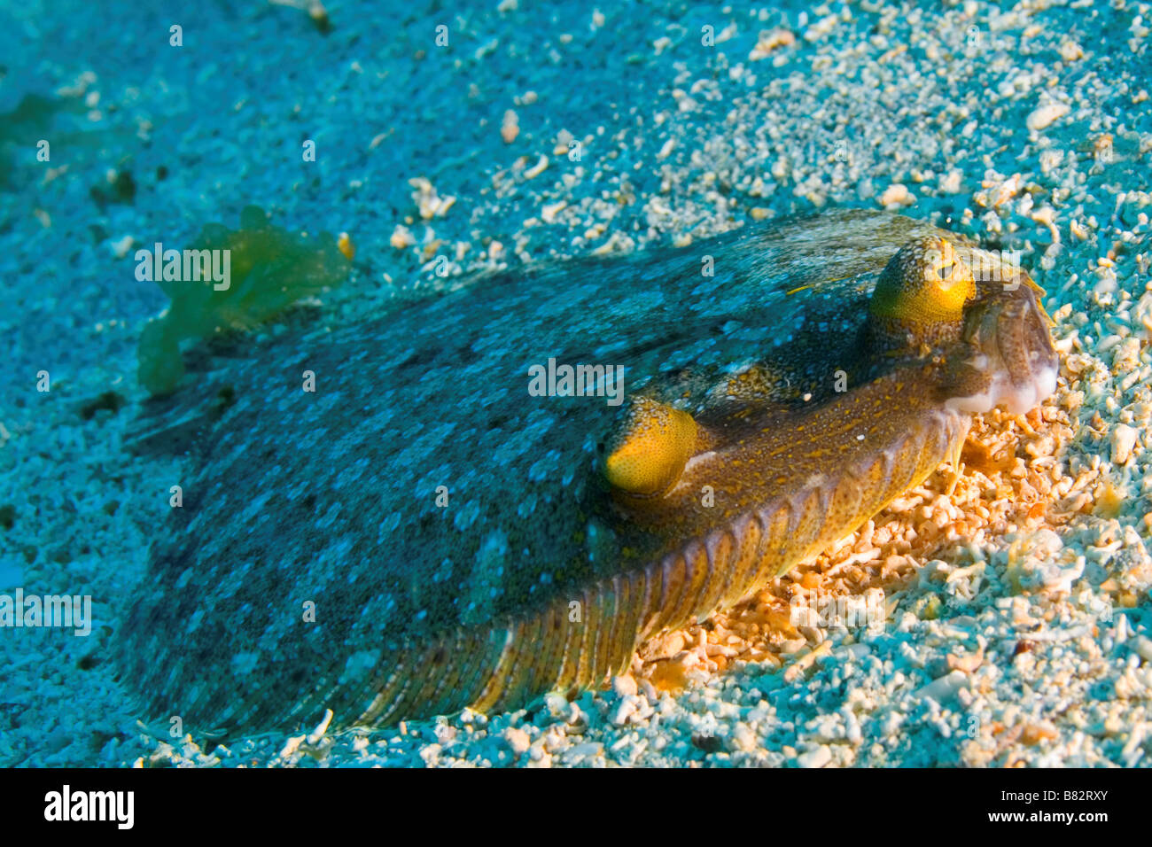 La Passera pianuzza isole canarie Gran Canaria, pesce, subacquea, oceano, scuba diving, vita marina, Foto Stock