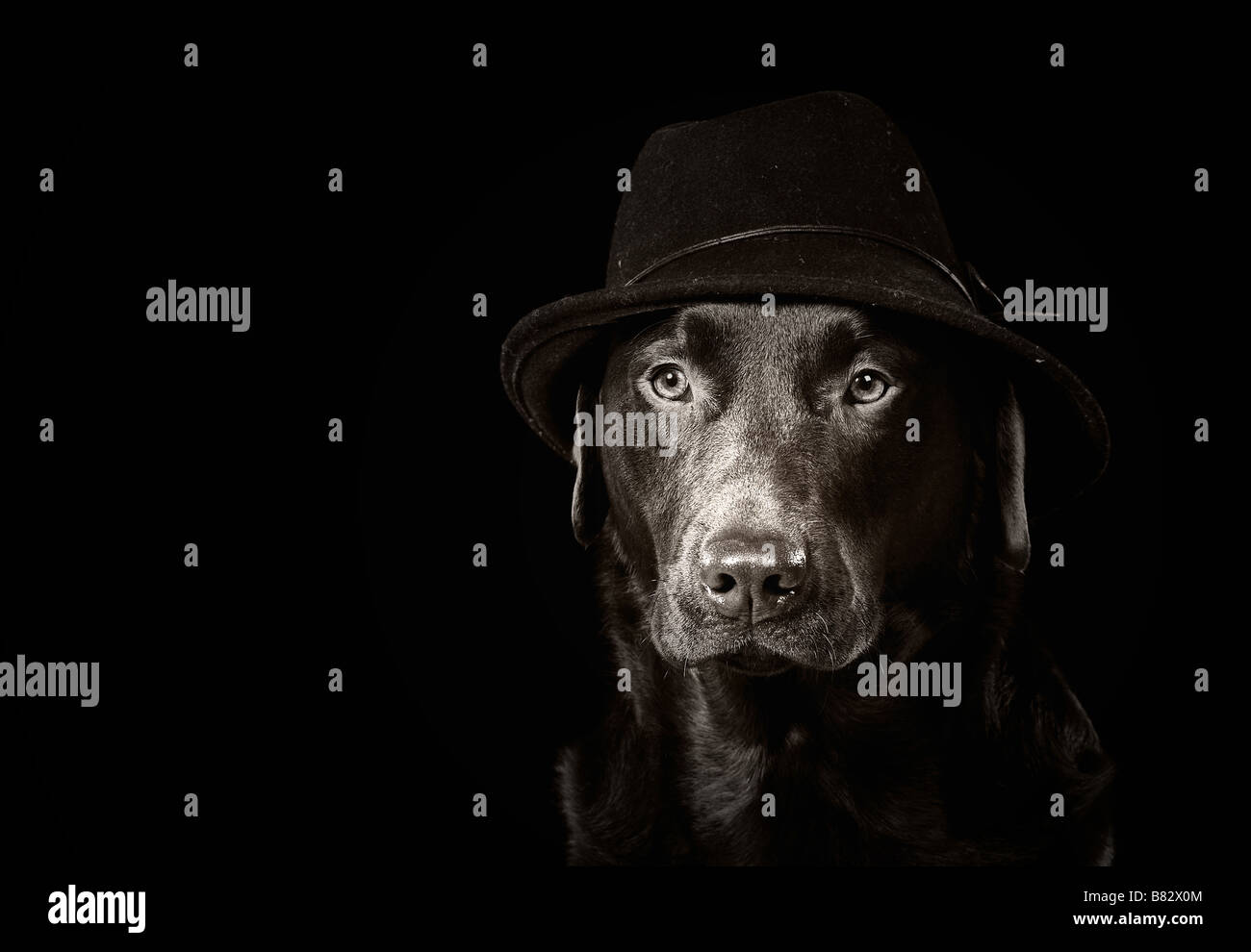 Immagine in bianco e nero di un Labrador in un cappello Foto Stock