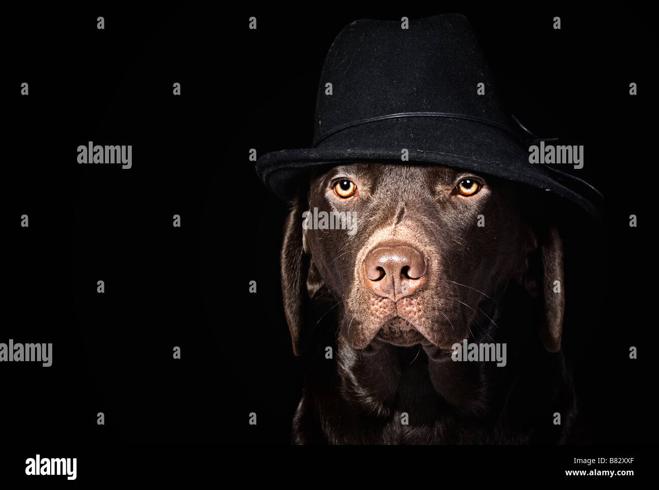 Il cioccolato Labrador nel cappello nero su sfondo nero Foto Stock