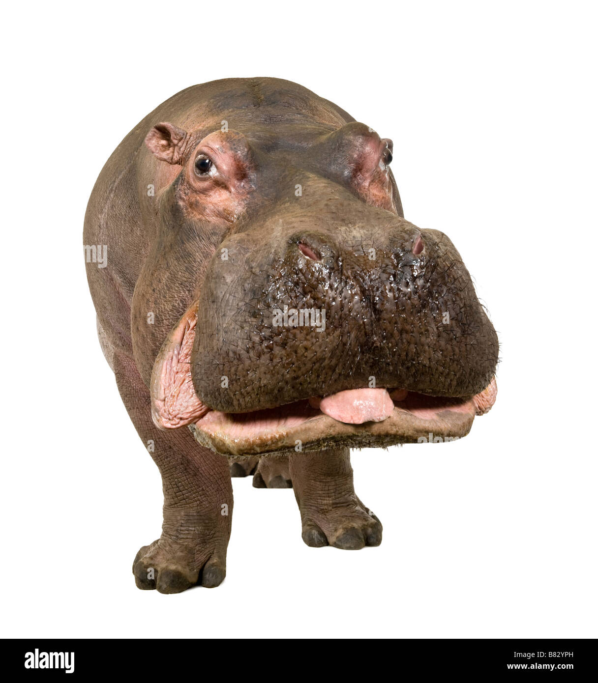 Ippopotamo Hippopotamus amphibius 30 anni davanti a uno sfondo bianco Foto Stock